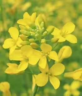 小班“罗平油菜花”