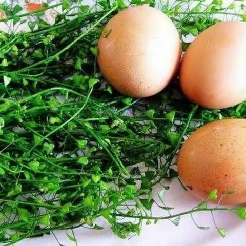 “三月三”荠菜煮鸡蛋