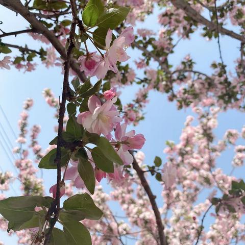 春暖花开🌱齐诵春——清河镇前张小学