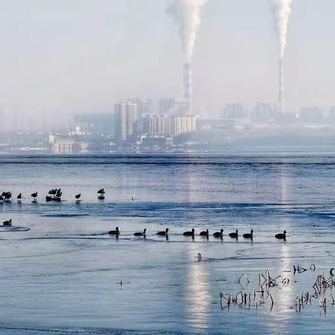 【郭彦庆】漳泽湖湿地公园  · 鸟儿的栖息地