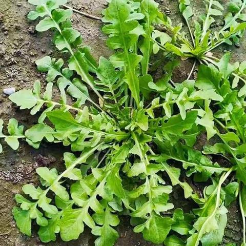 “春季种植记之春日寻鲜·荠菜”活动—宅子小学幼儿园