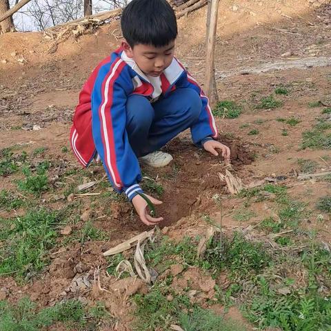 我是池阳小学二年级一班潘俊程，我正在参加池阳小学“微实践，做中学”之“微种植”活动