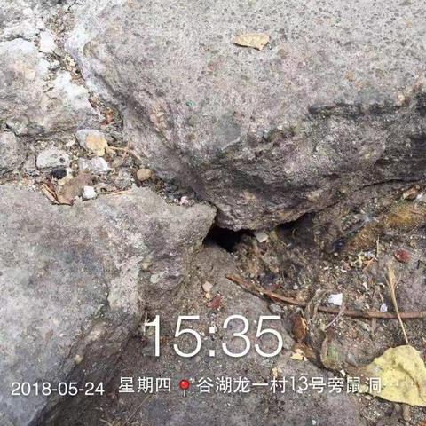 2018.5.25观湖街道城管科对谷湖龙一村，马坜东区病媒生物防治存在的问题进行了整改。