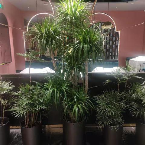 小吊锦鲤龙湖天街店4月2号前厅大扫除