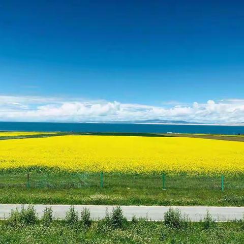 青海湖甘南桑科大草原环线游记