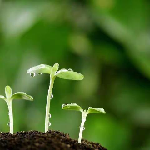 向日葵🌻C班——种子的秘密