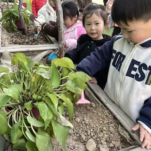 植树节"拥抱春天——实验幼儿园"