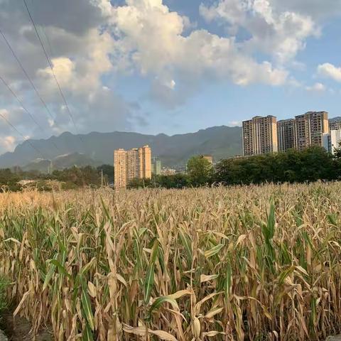 高旗实验小学208班曾子馨“玩转玉米”暑假实践活动