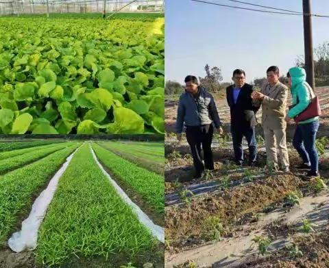龙华区“三举措”保障好市民的“菜篮子”
