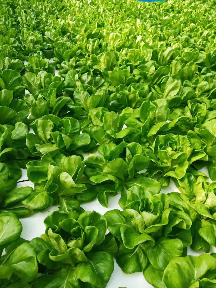 特菜大观园简介