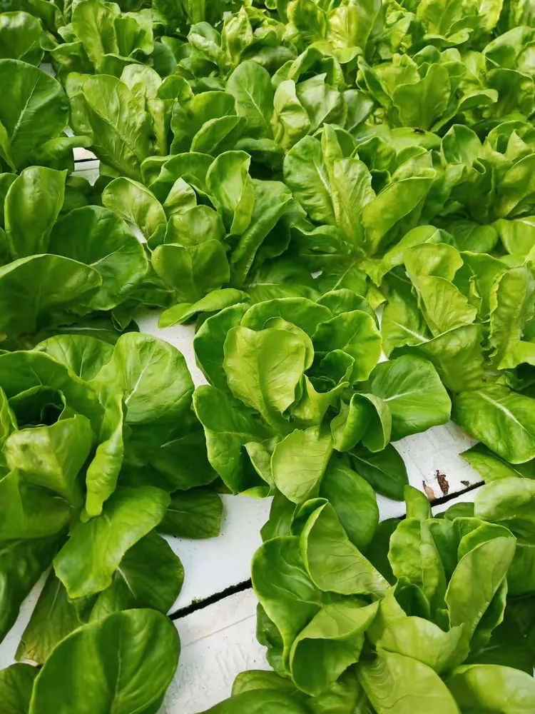 特菜大观园简介