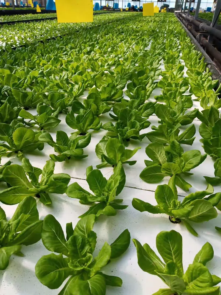 特菜大观园简介