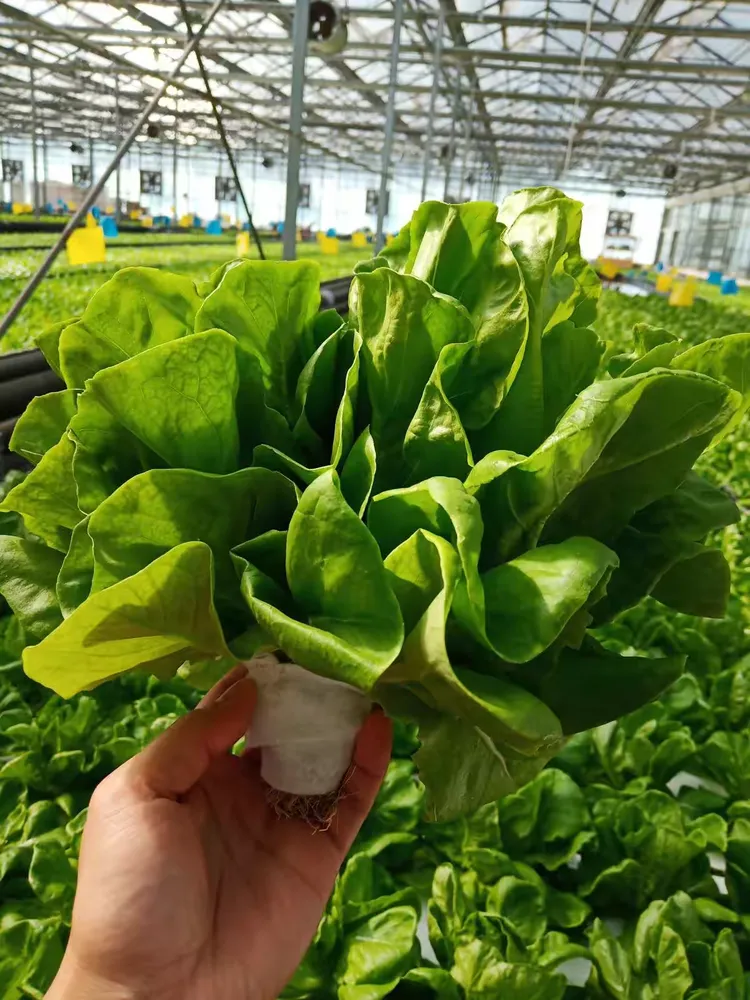 特菜大观园简介