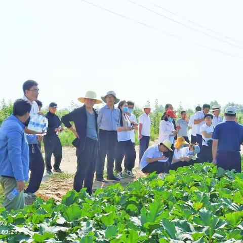 亚盛勤锋分公司2021年上半年农业生产现场观摩会