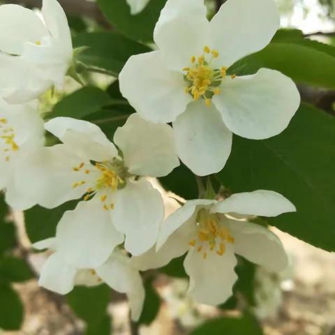 繁花似锦