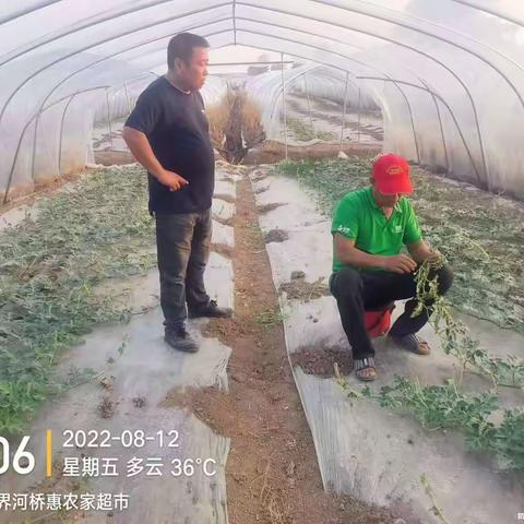 沃叶为什么被种植者称为作物救星