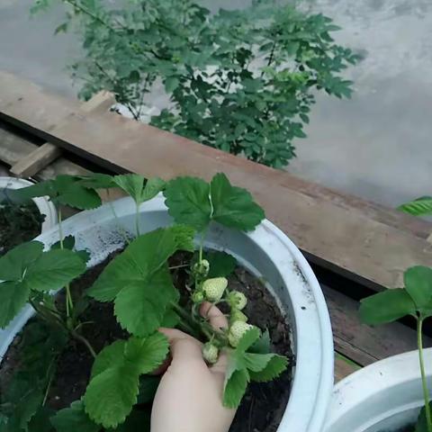 今年的草莓🍓挂了好多果子！😁