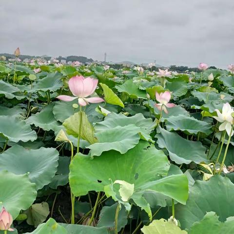 六月风光不与四时同，接天莲叶无穷碧日映荷花别样红