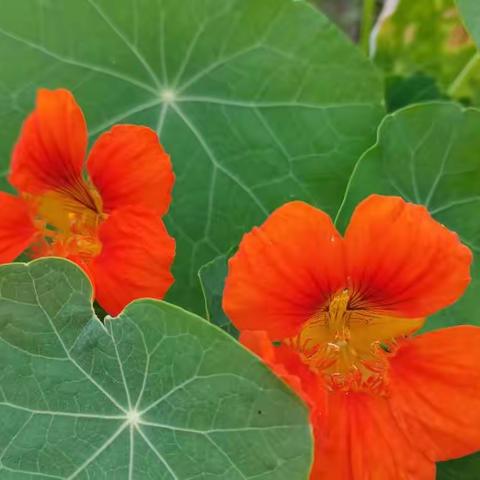 西水磨村开展打击整治养老诈骗专项行动