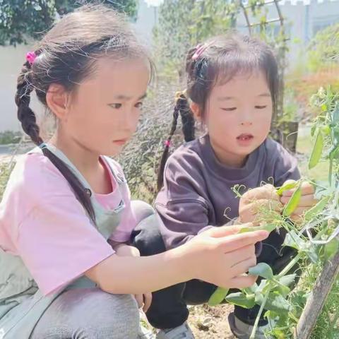 倾听幼儿的表征世界——遇见豌豆芽