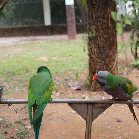 7.《蔚蓝南海》之《定安闲趣》-淘游心飞