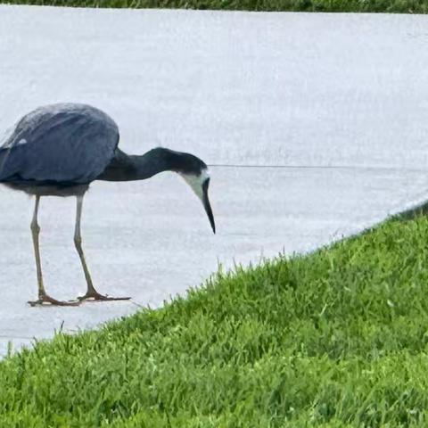 请你分享可爱的白脸鹭小鸟