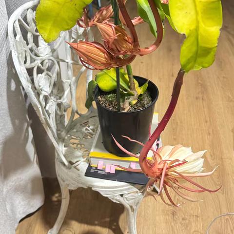 昙花一现，花开富贵，香气扑鼻，请你分享！