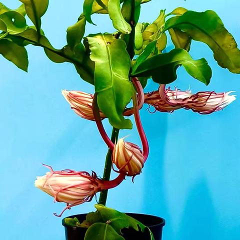 五朵昙花昨夜一起绽放了！见者好运相伴！