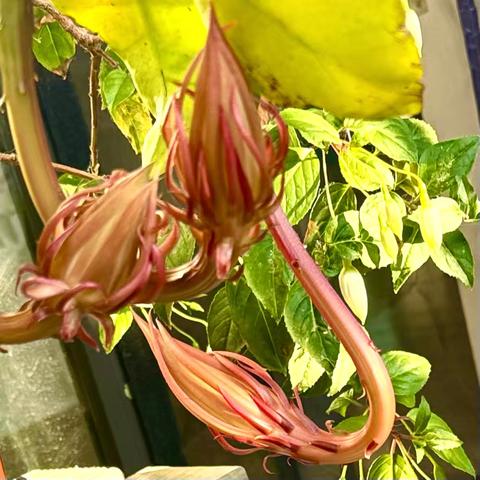 我家种的一株昙花在开完一朵花后的50天又长出了七朵含苞待放的花蕾。今晚可能就会开放了！（现在正在开花中）