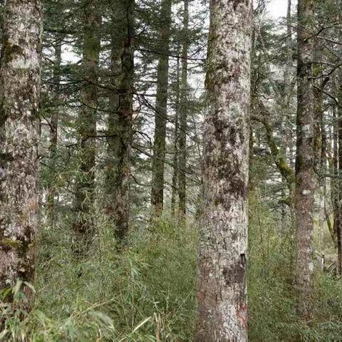 走进古森林（八）——神农架原始森林