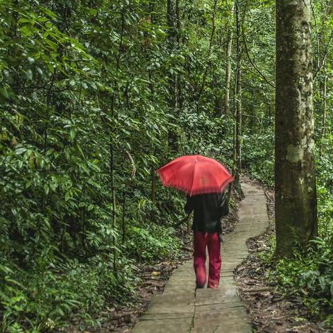 走进古森林（九）——热带雨林（一）