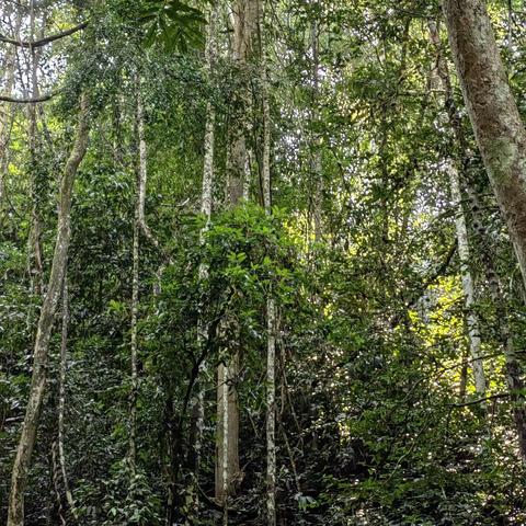 走进古森林（十）——热带雨林（二）