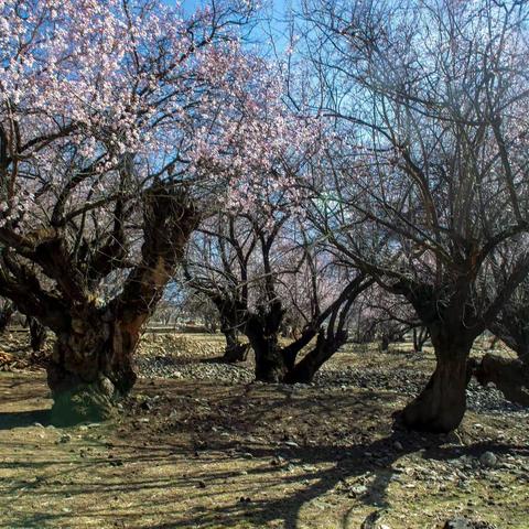 走进古森林（四）——林芝野生桃树林