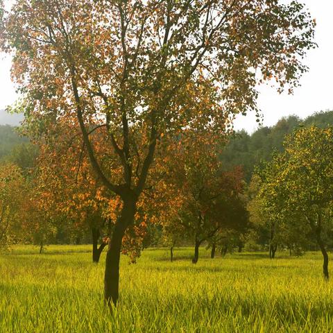 踏秋赏叶话乌桕