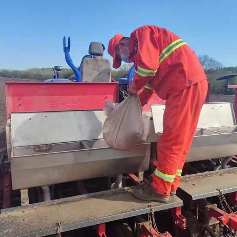 红星林场播种希望——黄豆种植