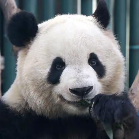 熊猫科普之萌兰篇