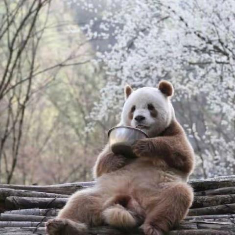 野生大熊猫七仔