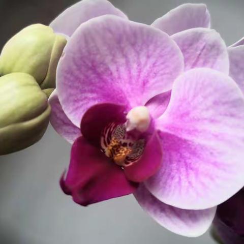 2021年春的语言⊙ω⊙，新生命的开始🌸好运来🌺