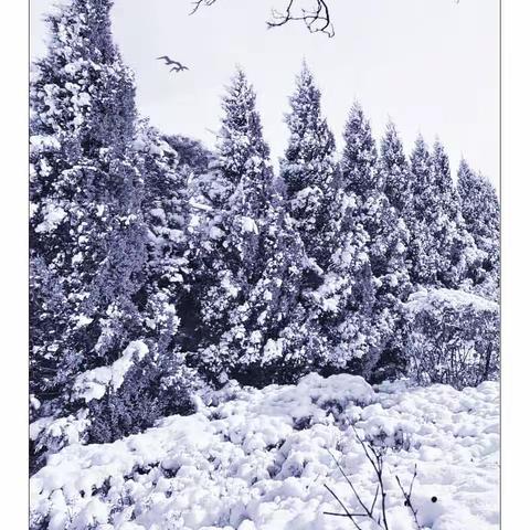 “大雪”过后是“元旦”