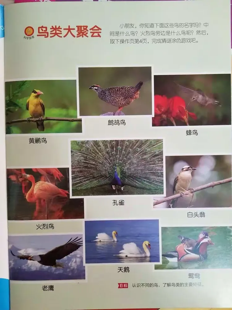 目标：认识不同鸟 了解鸟的特征