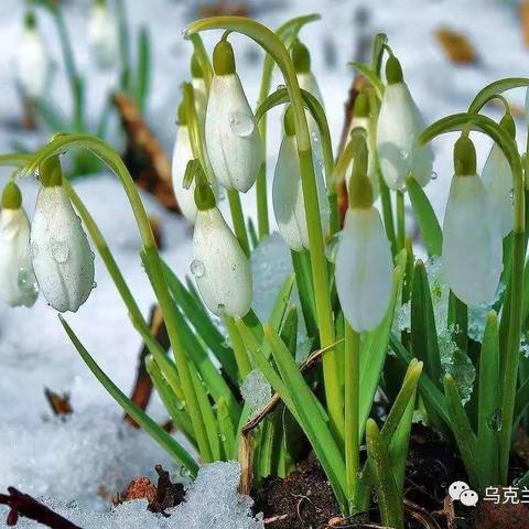 冰雪消融春来到，厉兵秣马再出发