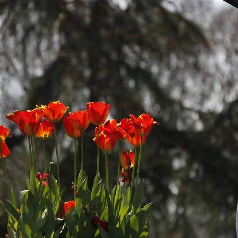 2021年随拍影集 （花草篇）