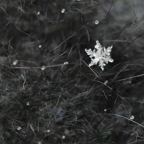 雪绒花