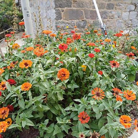 修武县西村乡宋营完全小学反哺教育——之“我为父母做道菜”