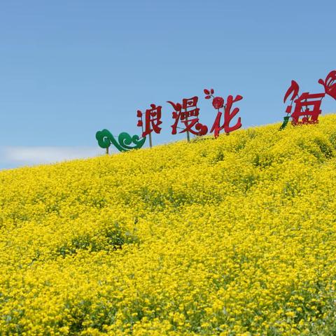 门源油菜花海