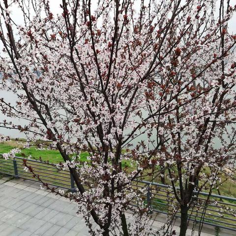 阳春三月风光美