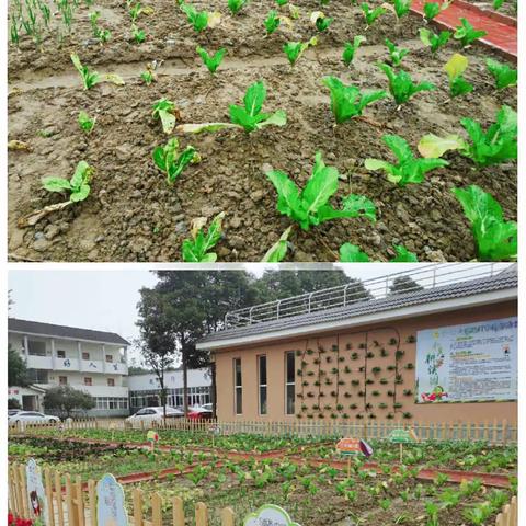 传承农耕文化 缔造幸福校园———两路口学校劳动教育开课了