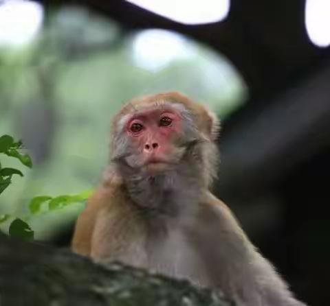 庐山风光——庐山的猴