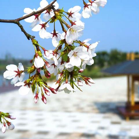 人间最美四月天