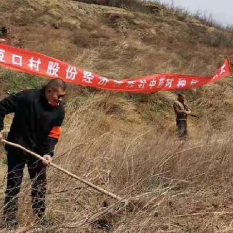 豆口村股份经济合作社中药材种植启动仪式